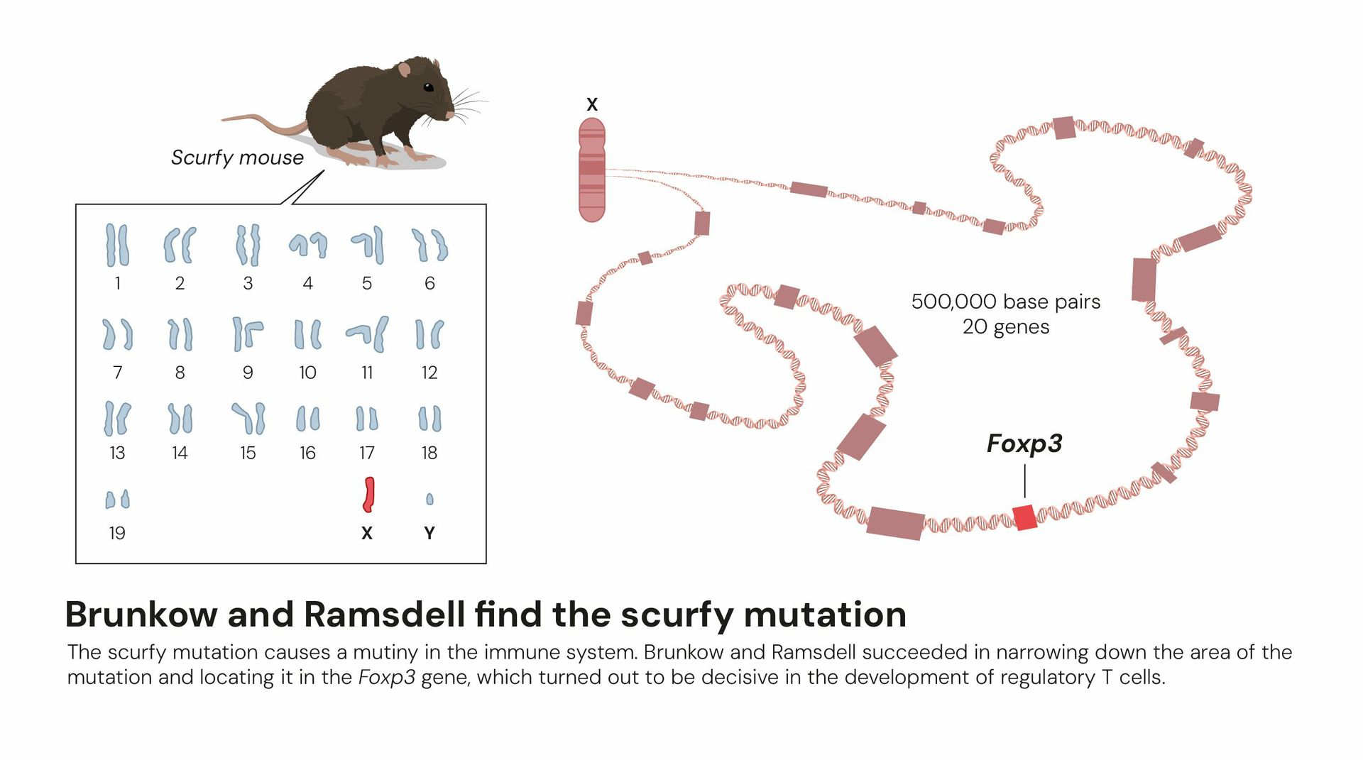 Diagram showing the scurfy mutation discovered by Ramsdell and Brunkow