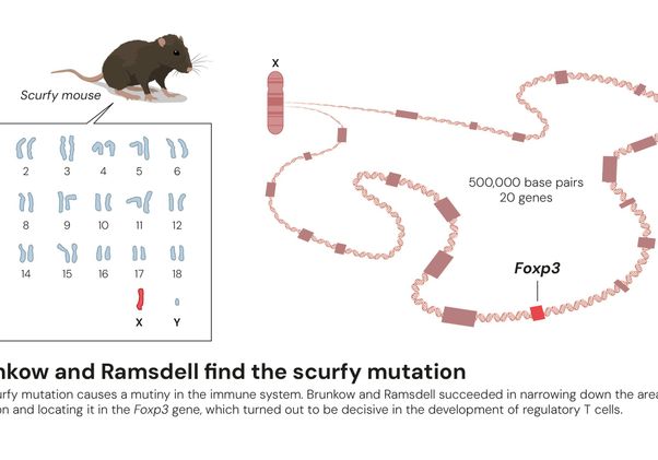 Diagram showing the scurfy mutation discovered by Ramsdell and Brunkow