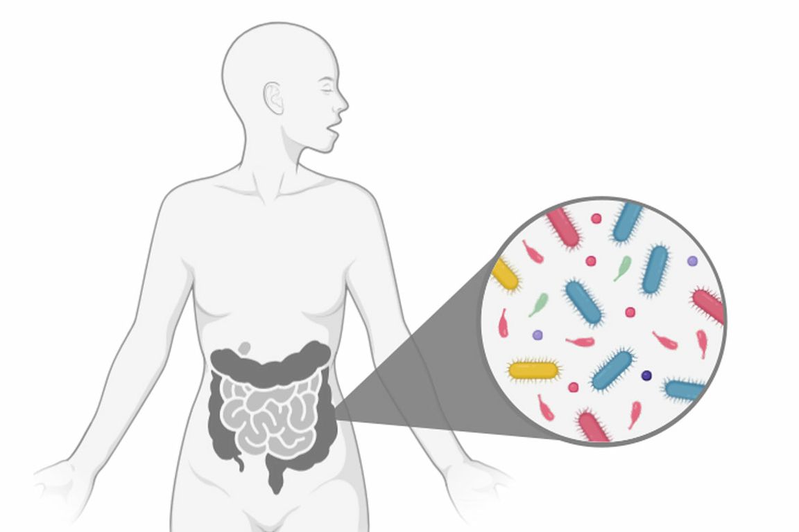 Gut microbe