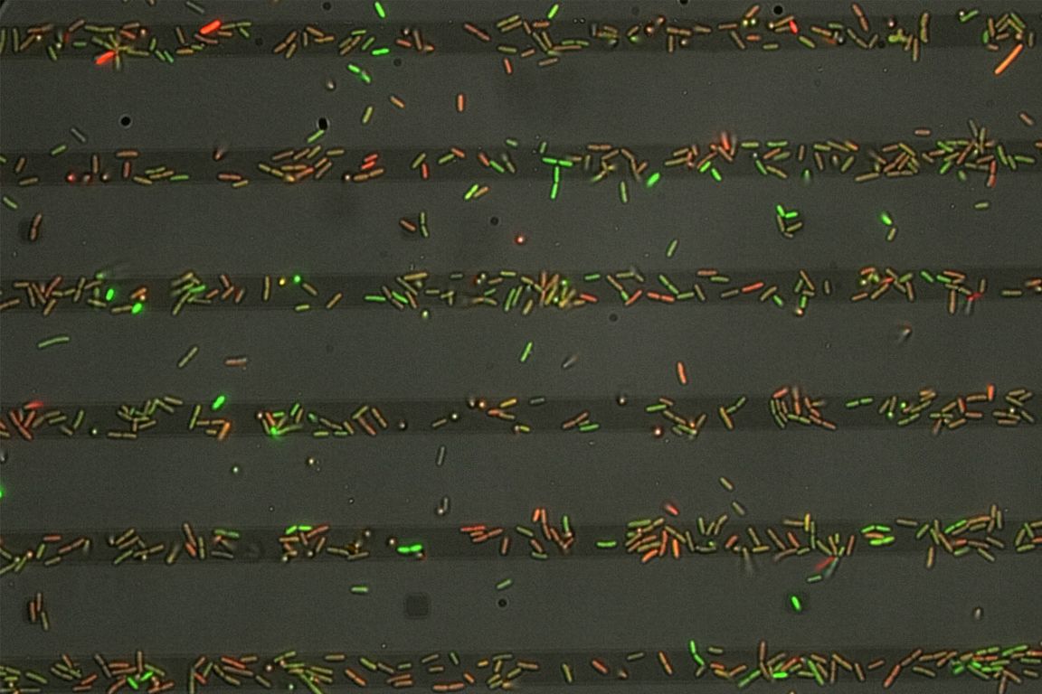 How bacteria sense surfaces to form films