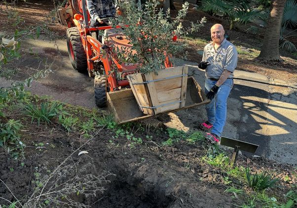 Two workers at the UCLA Mildred E. Mathias Botanical Garden prepare to plant a young manzanita tree beside a freshly dug hole, with an orange tractor in the background.