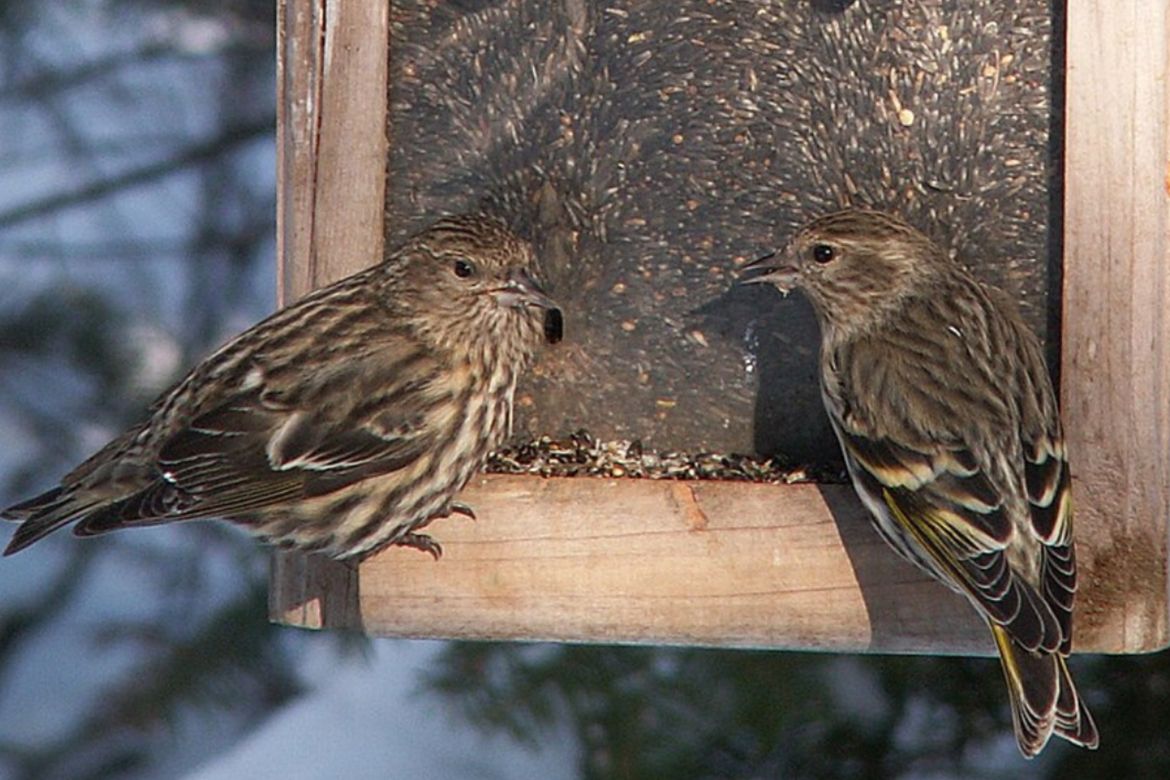 Two brown-streaked finches face each other at a wooden bird feeder filled with seeds.
