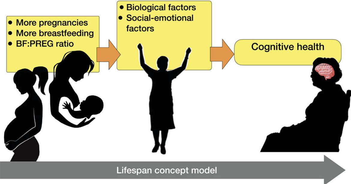 A lifespan concept model diagram showing how pregnancy and breastfeeding factors, followed by biological and social-emotional factors, contribute to cognitive health in older age, illustrated with silhouettes progressing from pregnancy through midlife to an elderly seated figure.