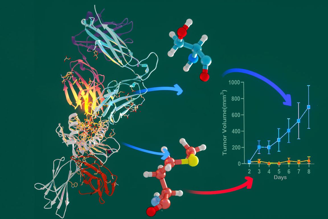  A scientific illustration depicting how catch bonds between T-cell receptors (TCR) and peptide-MHC (pMHC) molecules enhance anti-tumor efficacy, shown through molecular models and a graph charting tumor volume over days.