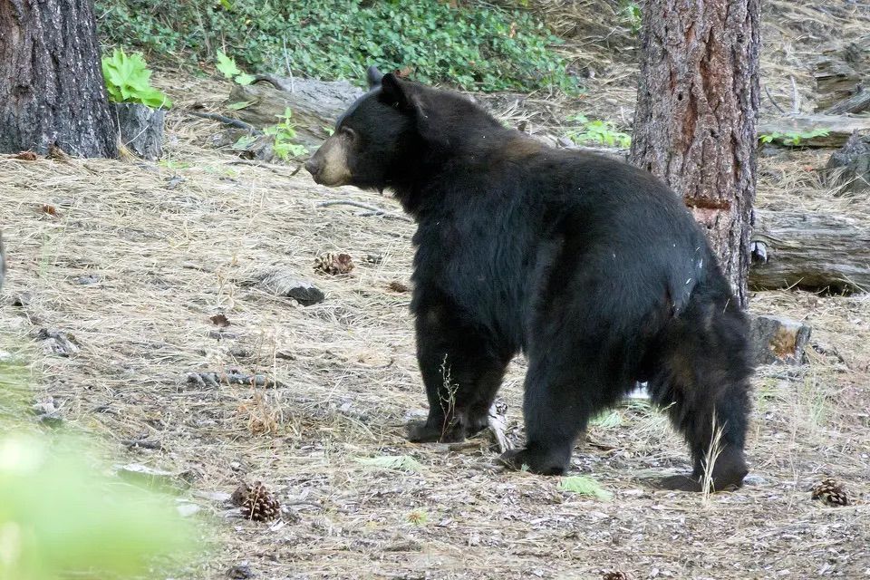 A black bear stands among pine cones and dry brush in a forested area.