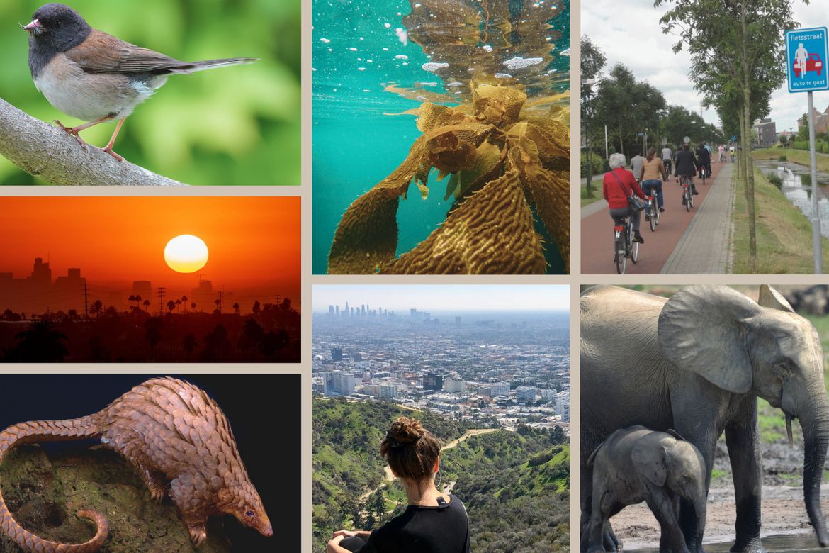 A collage depicting environmental and urban themes, including a bird on a branch, underwater kelp, cyclists on a bike path, a Los Angeles sunset, a pangolin, a person overlooking the LA basin and an elephant with its calf.
