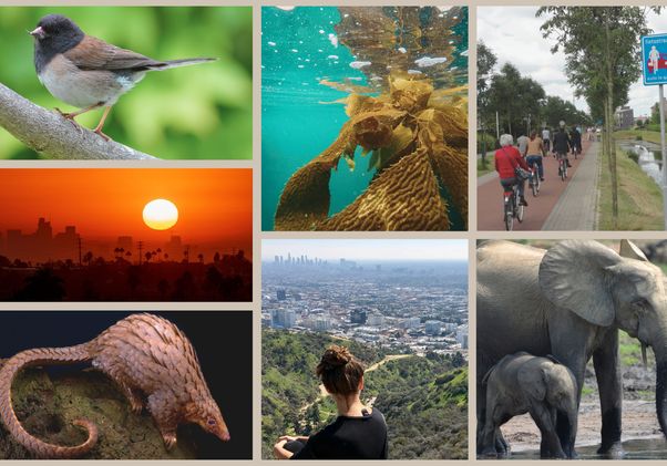 A collage depicting environmental and urban themes, including a bird on a branch, underwater kelp, cyclists on a bike path, a Los Angeles sunset, a pangolin, a person overlooking the LA basin and an elephant with its calf.