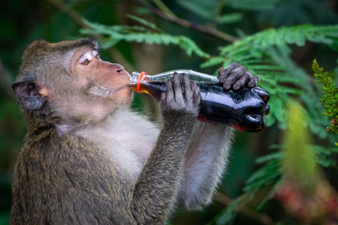 A macaque clutches and drinks from a glass soda bottle amid green foliage.