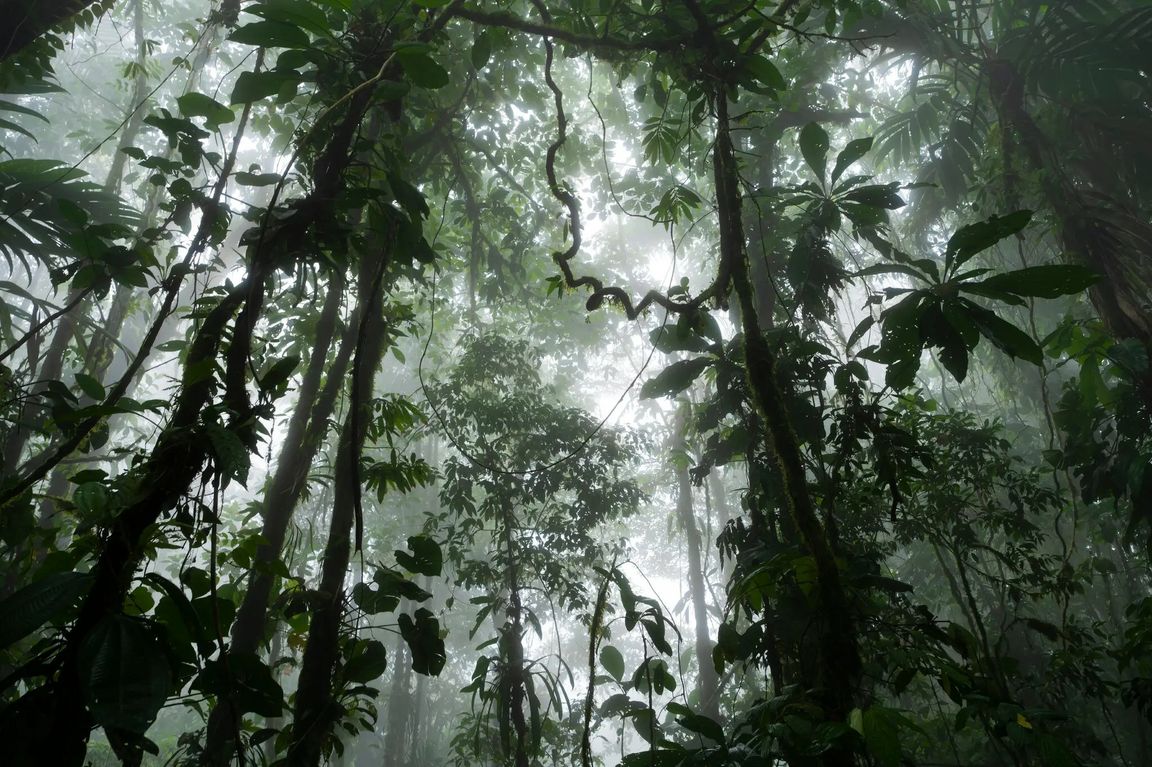 Tropical forest ecosystems bounce back much faster than we thought — and more media coverage of UCLA