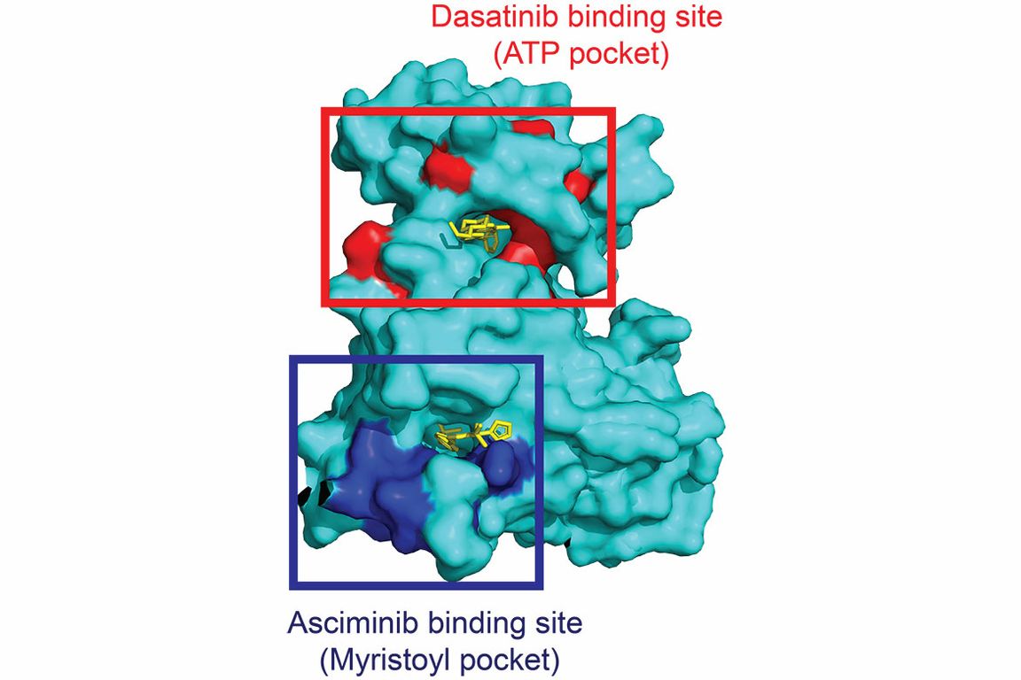 UCLA research improves molecular probe for drug discovery