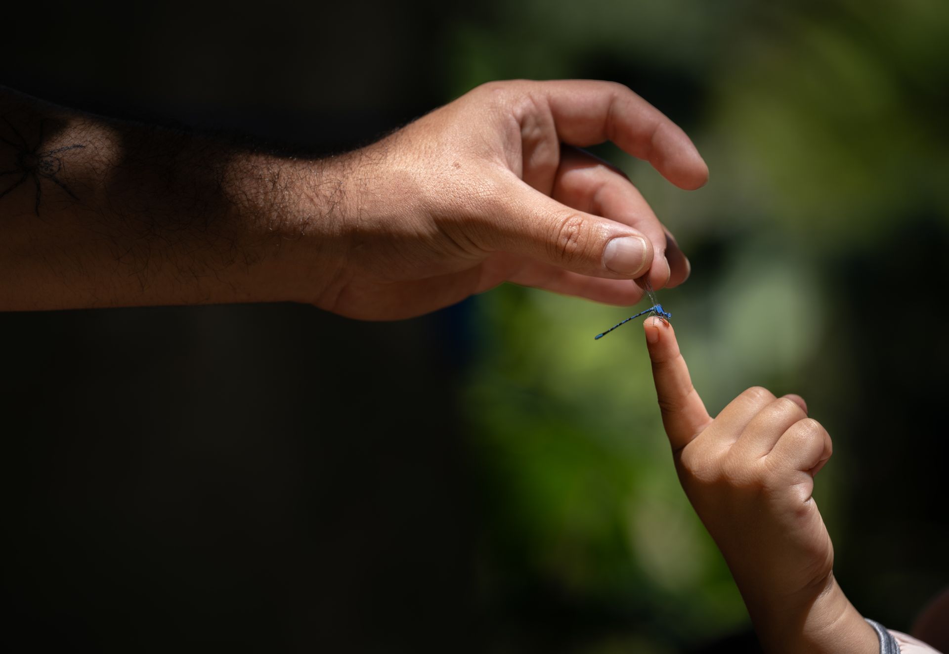 A blue damselfly perches on a child’s fingertip as an adult gently guides it with their hand.