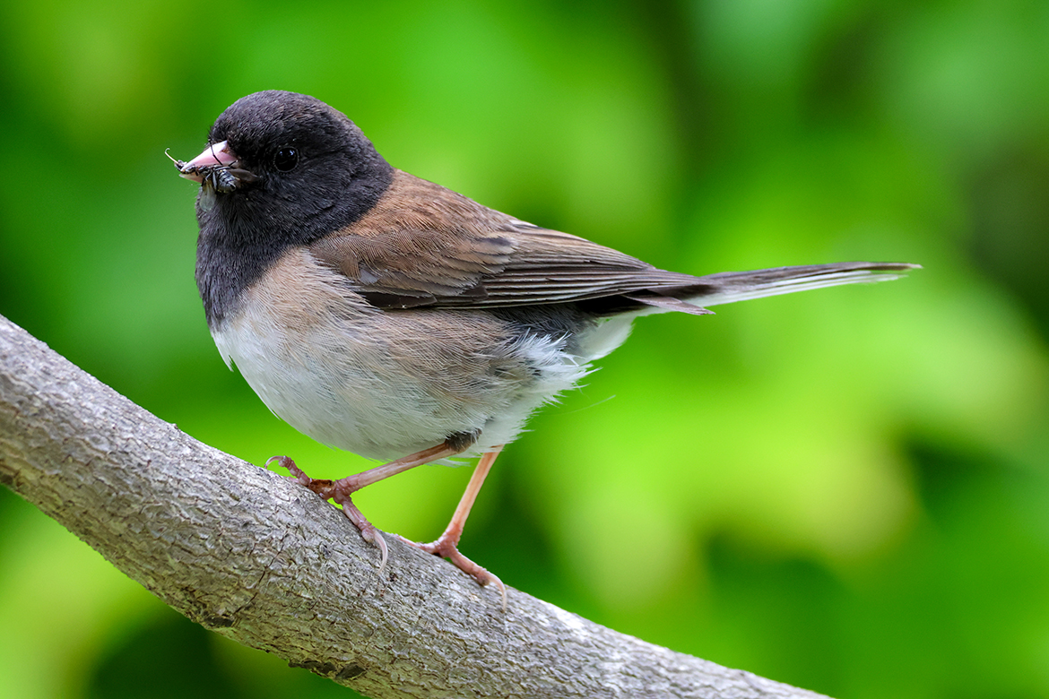 Dark-eyed junco on a branch