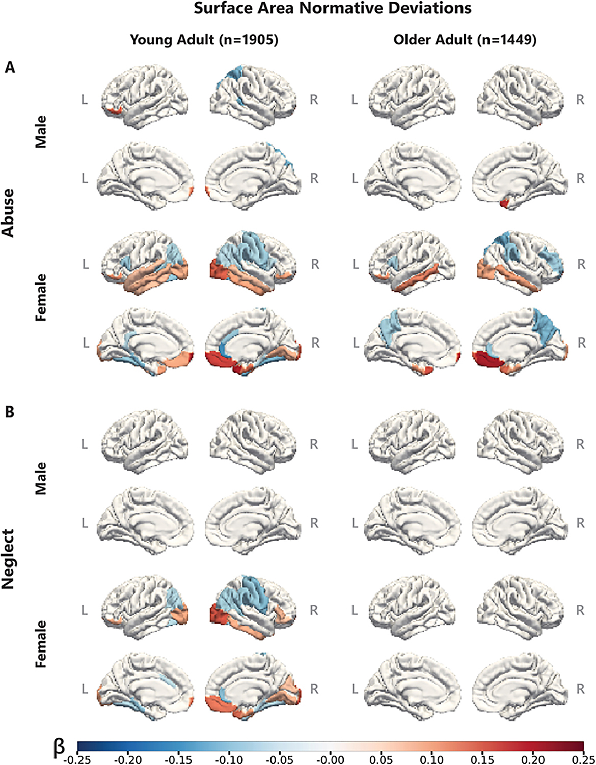 Comparison in surface area in the brains of people who had experienced childhood maltreatment vs. neglect.