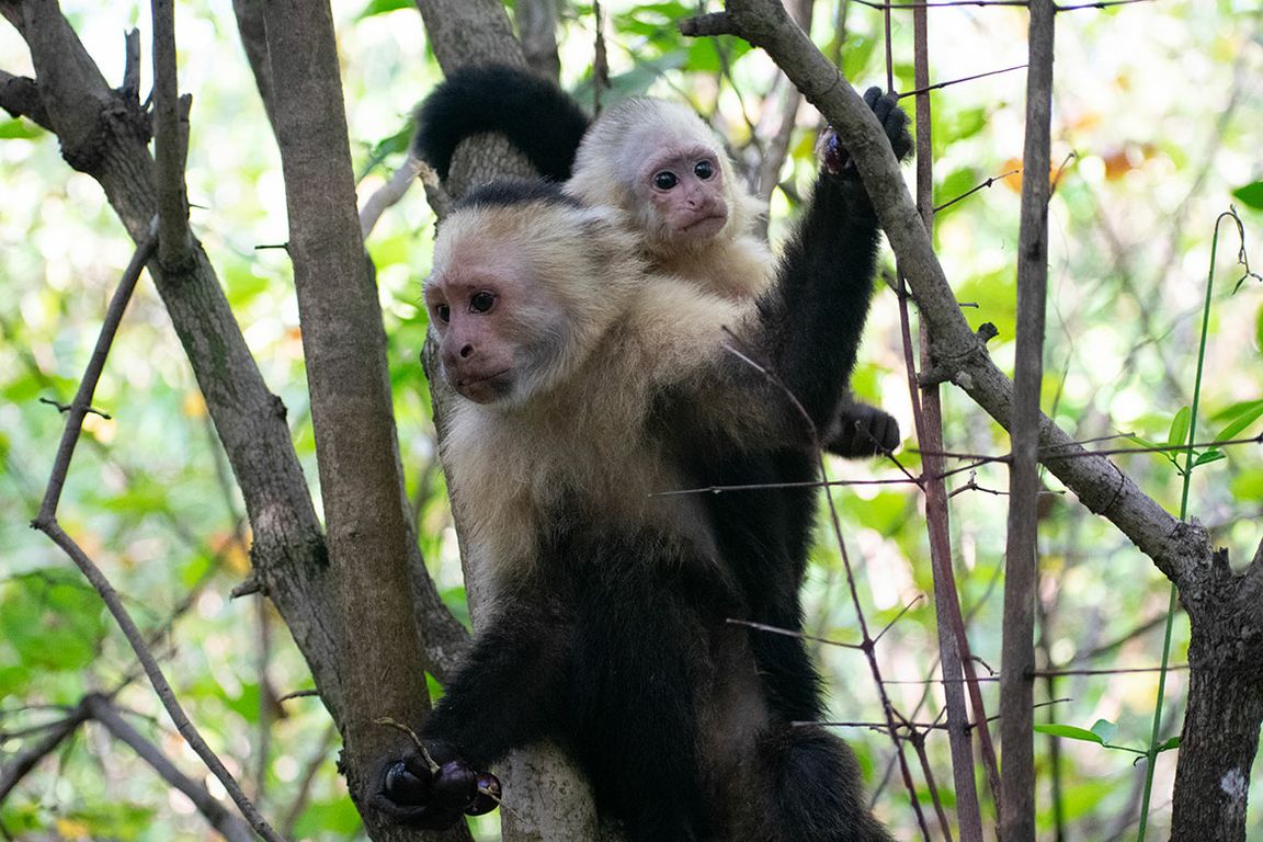 Two white-faced capuchin monkeys perched on tree branches in a green forest. Two monkeys on the left are stacked vertically, one with its mouth open wide; a third monkey on the right clings to a branch with its mouth slightly open. 