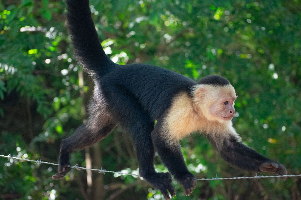A white-faced capuchin monkey walks along a strand of barbed wire fence, its long black tail arching upward behind it. The monkey's cream-colored chest and face contrast with its black body. A blurred green forest is visible in the background.