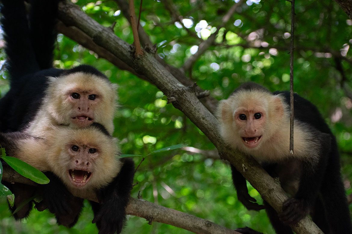 Three white-faced capuchin monkeys perched on tree branches in a green forest. Two monkeys on the left are stacked vertically, one with its mouth open wide; a third monkey on the right clings to a branch with its mouth slightly open. All face the camera.