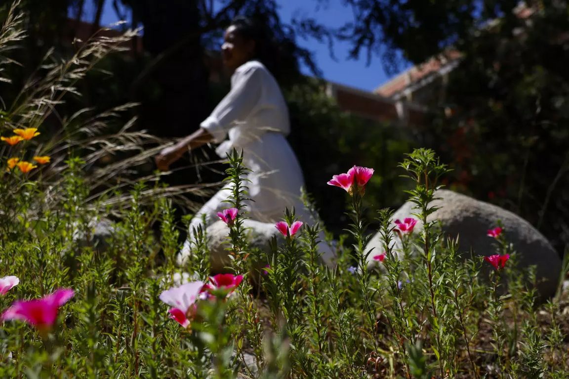 Pink wildflowers bloom in the foreground as a person in white moves through a sunlit garden in the background.