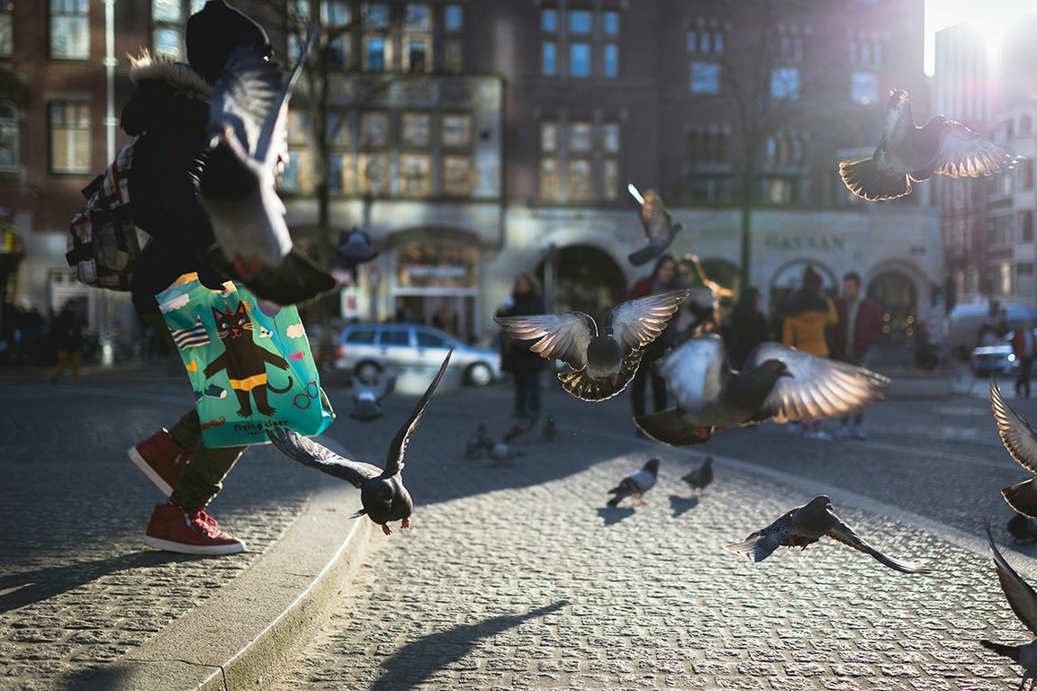 A person wearing red sneakers and carrying a colorful tote bag with a cat illustration runs through a sunlit cobblestone city square, scattering a flock of pigeons into flight. Several birds are captured mid-air with wings spread.