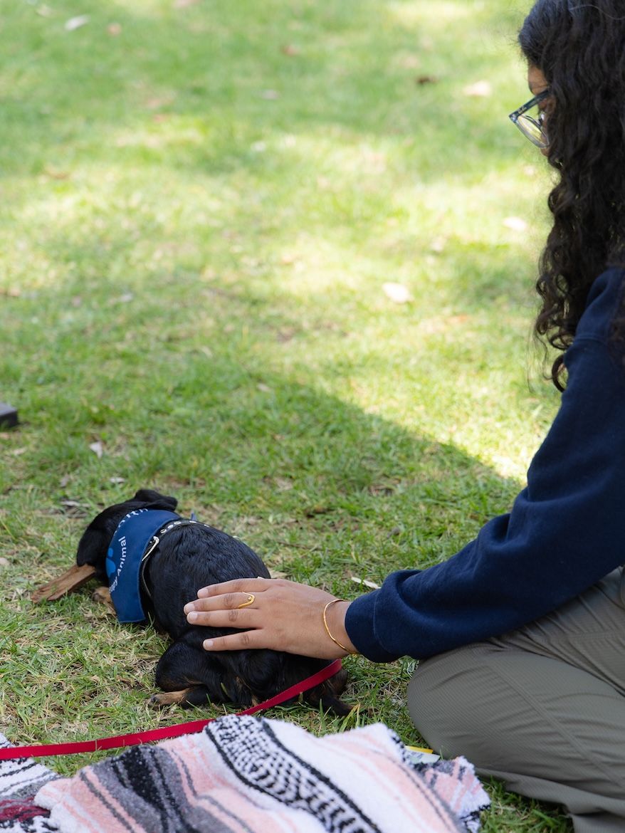 A UCLA student pets a therapy dog while relaxing on the grass during the Day of Hope mental health event, highlighting stress relief, emotional wellness and student support resources on the UCLA campus.
