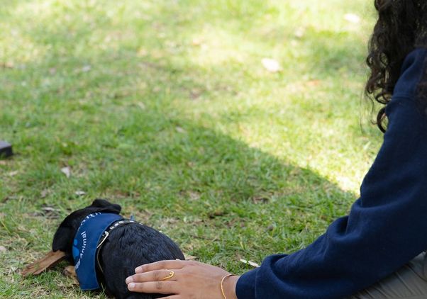 A UCLA student pets a therapy dog while relaxing on the grass during the Day of Hope mental health event, highlighting stress relief, emotional wellness and student support resources on the UCLA campus.