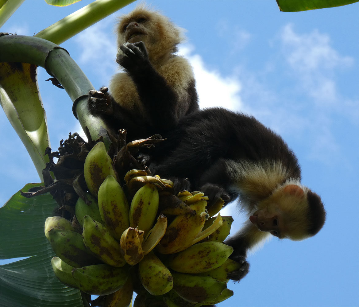 Two white-faced capuchin monkeys cling to a banana plant stalk, surrounded by a large bunch of unripe green-yellow bananas against a partly cloudy blue sky. An adult female sits higher on the stalk with her hands raised toward her mouth, while a younger male monkey hangs lower, facing downward toward the bananas. Both monkeys have dark black fur on their bodies with pale cream-colored faces and shoulders.