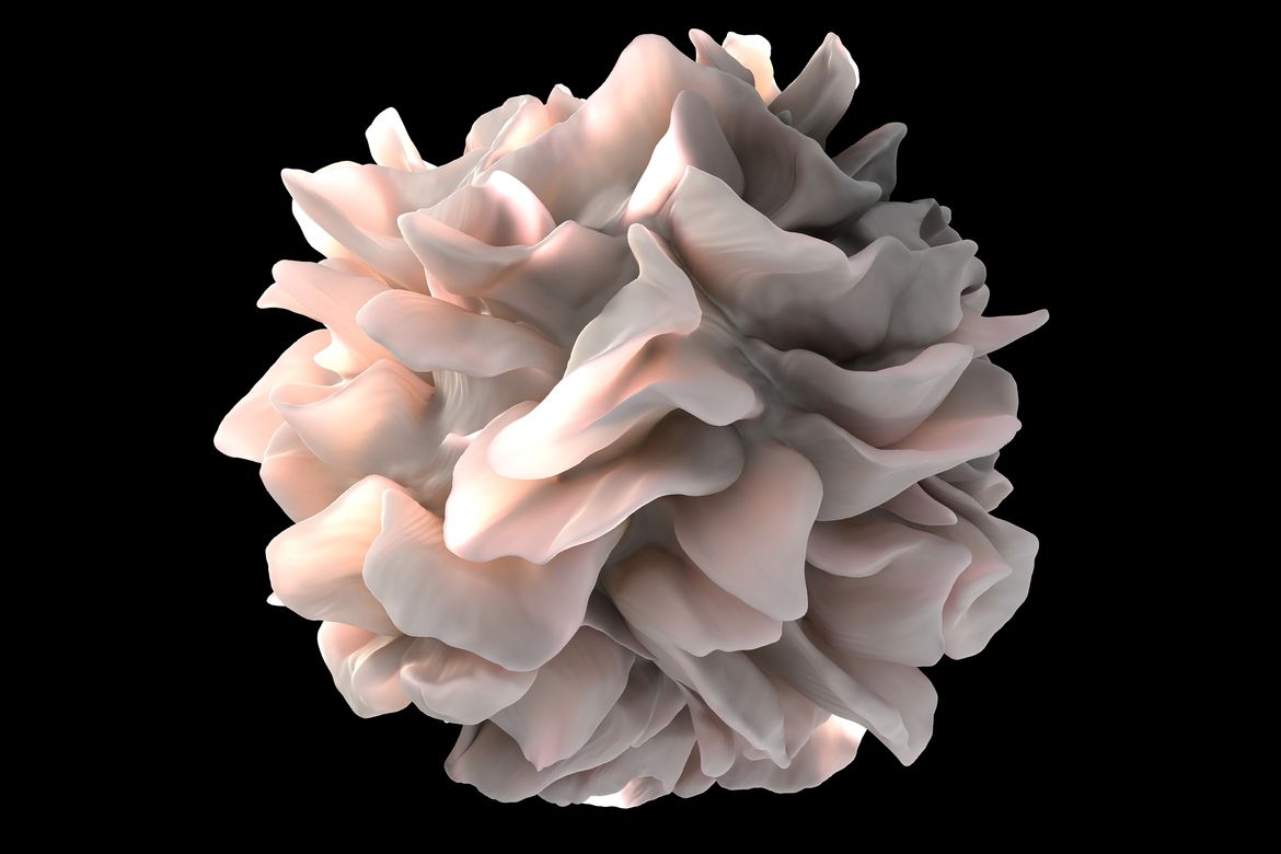 Artistic rendering of a human dendritic cell that looks like a pale blush-pink sculpture made of layered flower petals, with smooth flowing folds and soft highlights, floating against a deep black background.