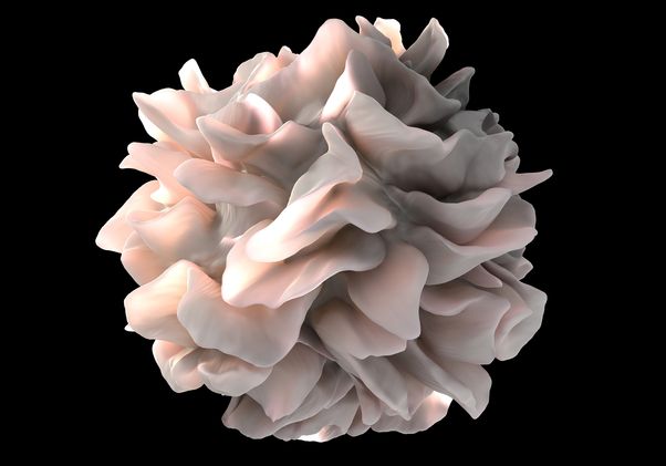 Artistic rendering of a human dendritic cell that looks like a pale blush-pink sculpture made of layered flower petals, with smooth flowing folds and soft highlights, floating against a deep black background.