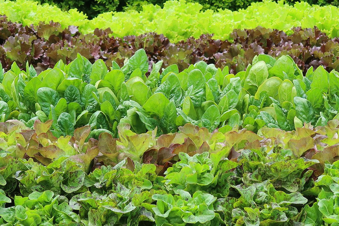 Rows of mixed lettuce varieties growing in a garden bed, with green, red, and speckled leaf types.