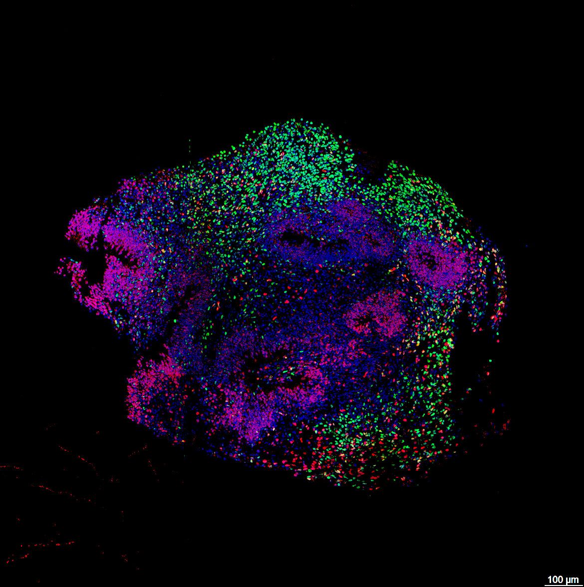 A purple and green series of dots make up a representative image of a developing human cortex-like organoid.
