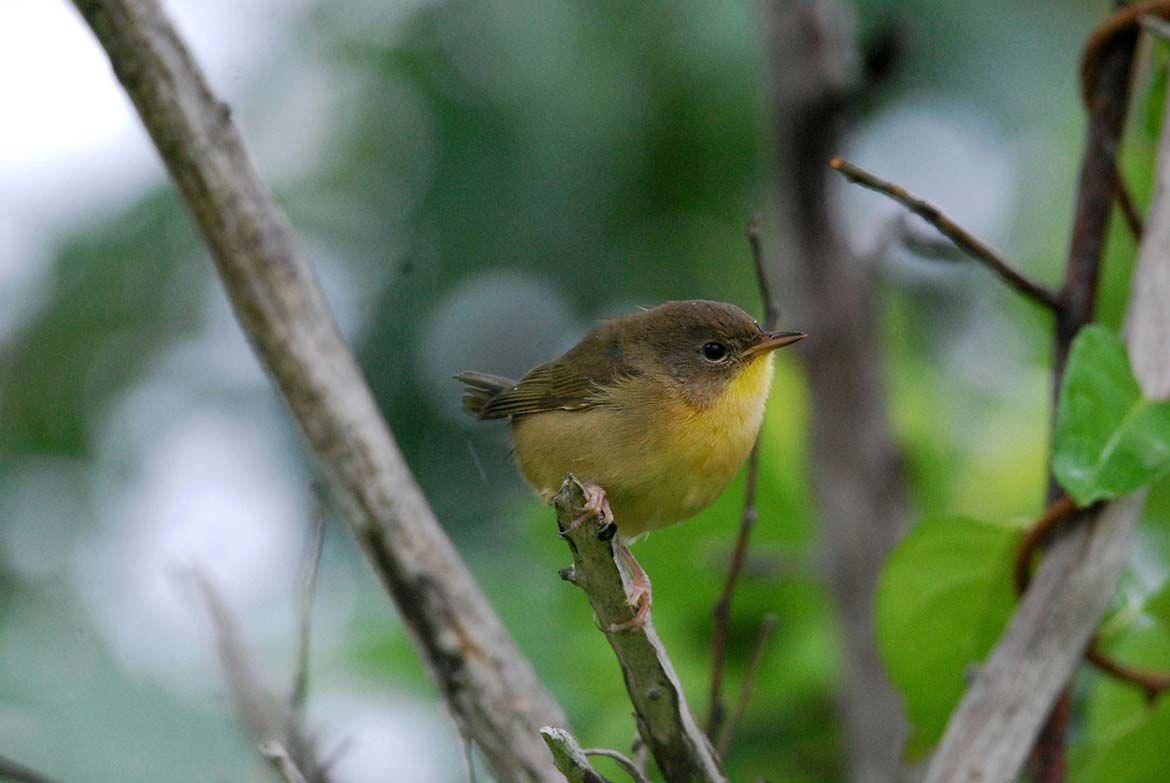 雌鳥の寿命が雄より短い理由を解明 （Female birds die younger. But why?）