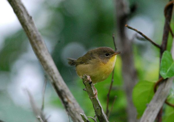 Small olive-brown bird with a yellow throat perched on a branch.