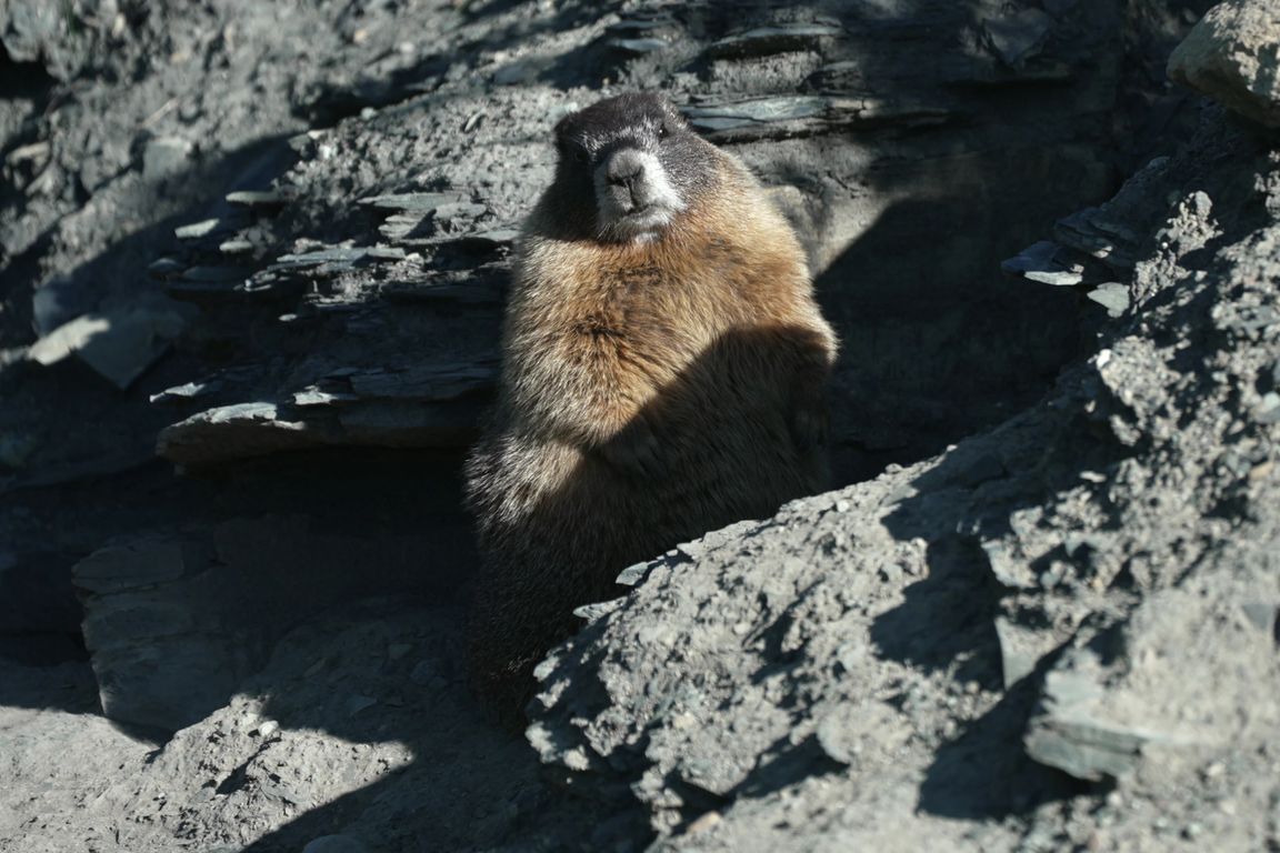 Move over, Fat Bear Week. Fat Marmot Week is here — and more UCLA media