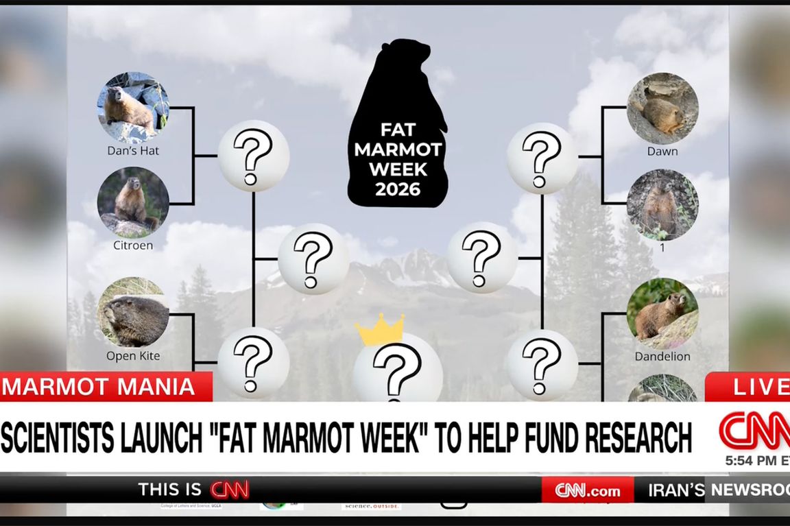CNN still of graphic showing a bracket-style “Fat Marmot Week 2026” competition with photos of marmots, question marks and a news ticker.