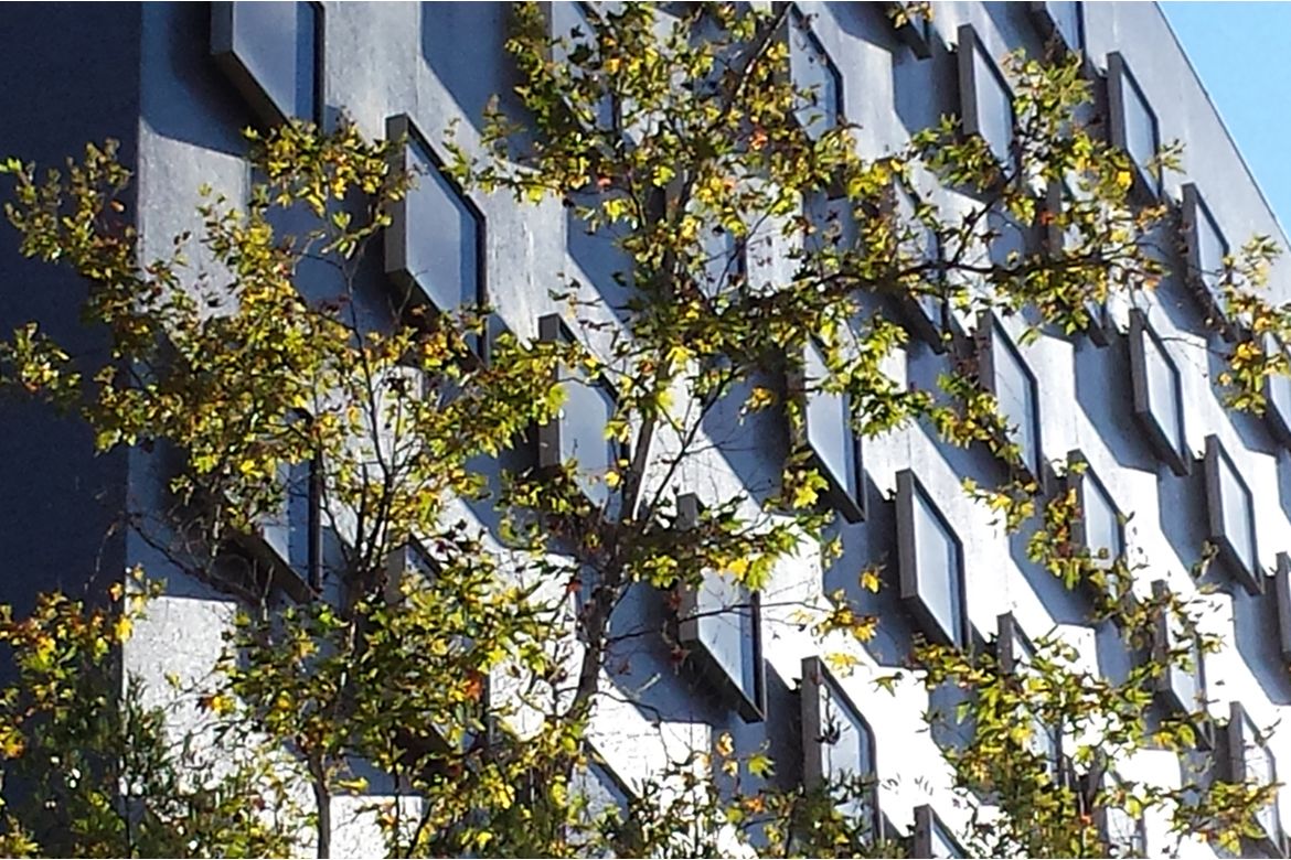 Bunch Hall façade with protruding windows partially obscured by a leafy tree in bright sunlight.