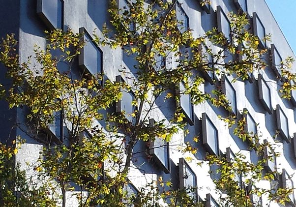 Bunch Hall façade with protruding windows partially obscured by a leafy tree in bright sunlight.