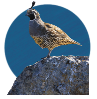 California Quail on dark blue background