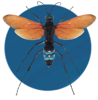 Turantula Hawk on dark blue background
