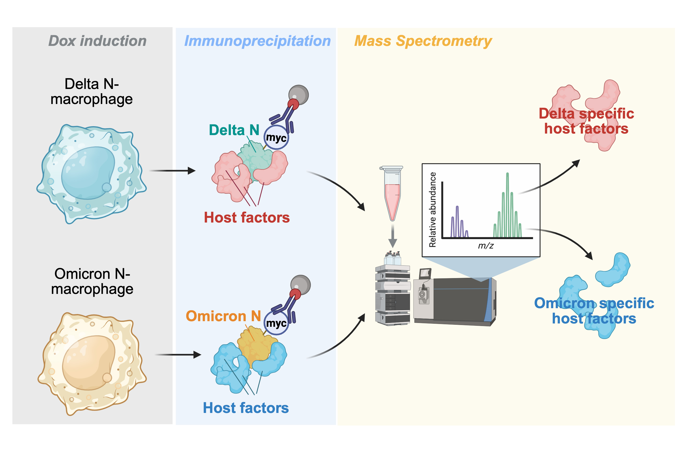 Comparison of SARS-CoV-2 Delta and Omicron responses in macrophages. Delta N-expressing and Omicron N-expressing macrophages undergo immunoprecipitation. Resulting protein complexes, analyzed by mass spectrometry, reveal variant-specific host factors.