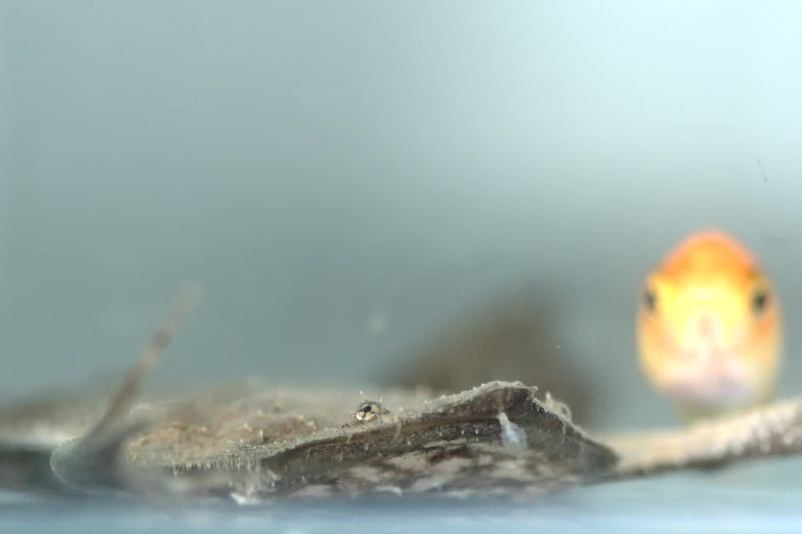The frog that reads the water with its fingertips