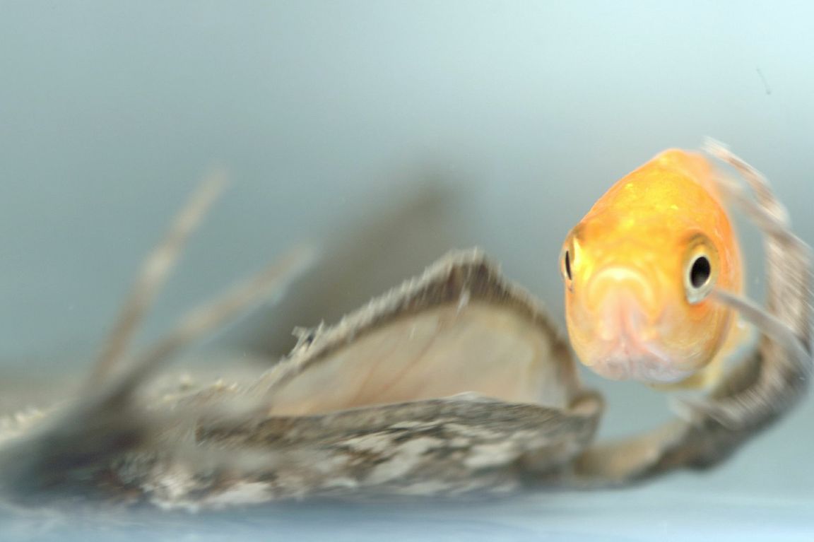 Close-up of brown toad with mouth open and fingers outstretched as orange goldfish approaches