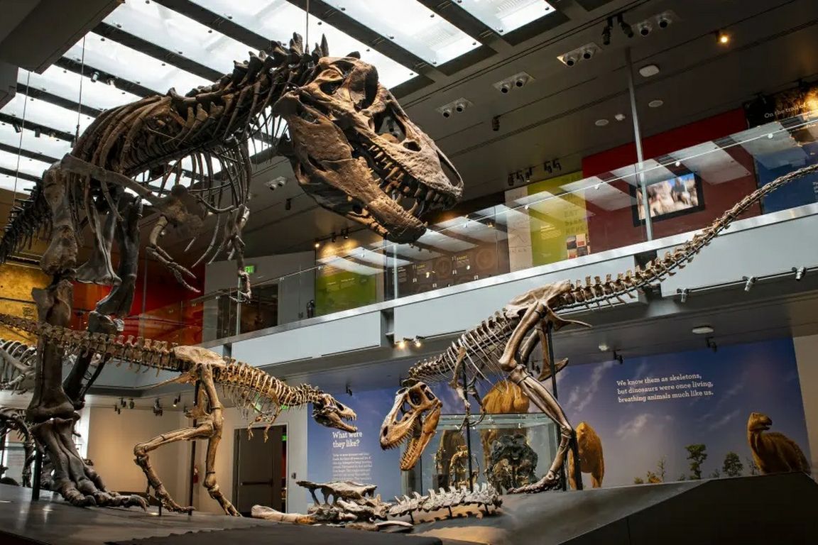  “Thomas,” a 17-year-old T. rex, and other dinosaur skeletons on display at the Natural History Museum of Los Angeles County.