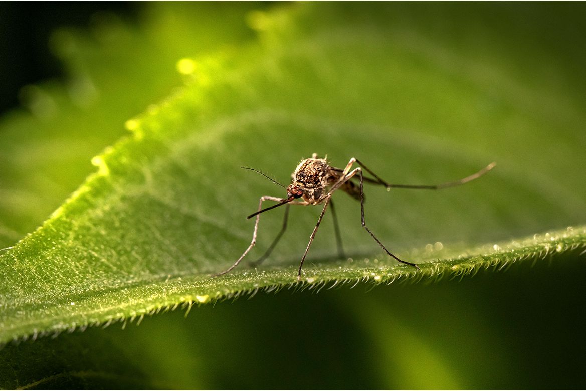 Close-up of a long-legged mosquito-like insect resting on a green leaf.