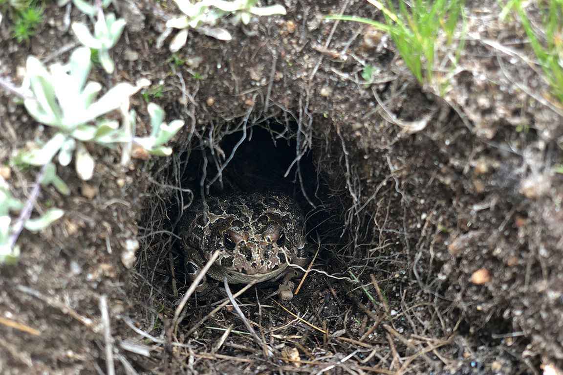 Photograph accompanying Previously healthy Yosemite toads leave their winter burrows infected with chytrid fungus