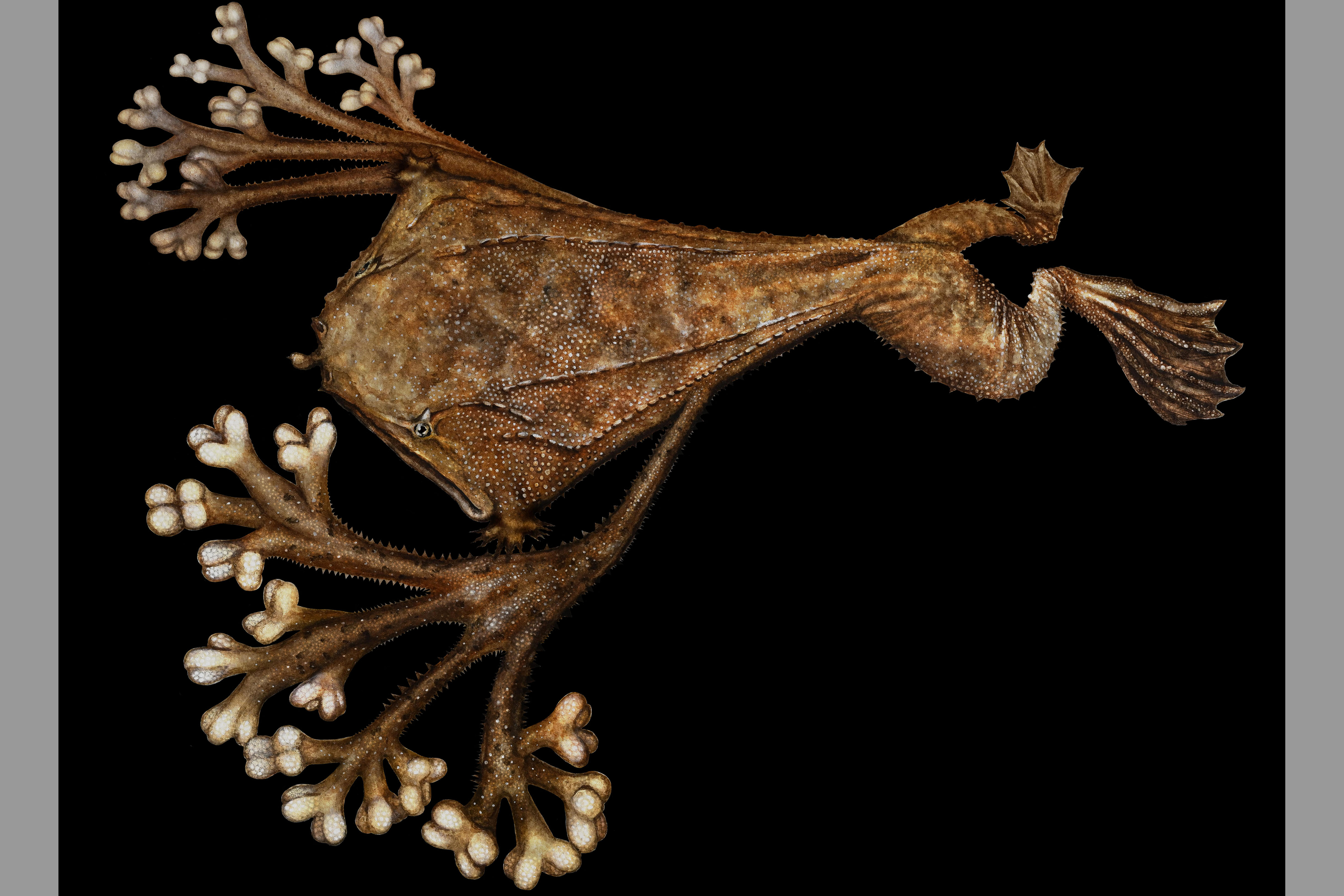 Illustration of brown frog with a flattened body, webbed feet and branched, leaf-like appendages on its head and back.