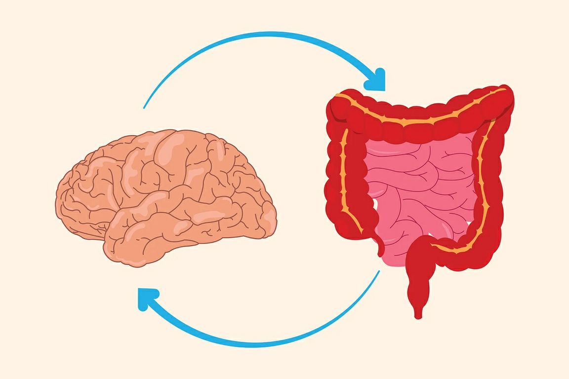 Illustration of a human brain on the left and intestines on the right, connected by two curved blue arrows representing the bidirectional communication between the brain and gut.