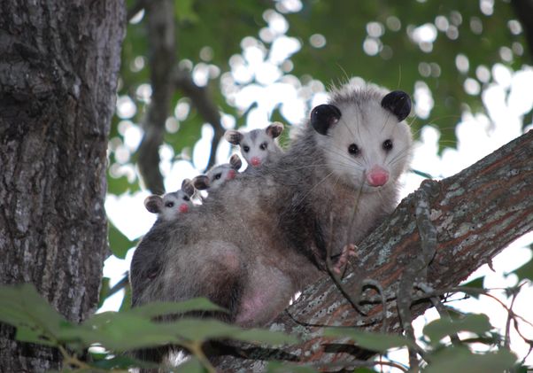 Scary good: The marsupial magic of the opossum | UCLA