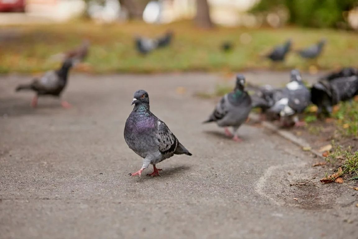  A gray pigeon with iridescent purple and green feathers walks along a paved path, with several other pigeons gathered in the background.