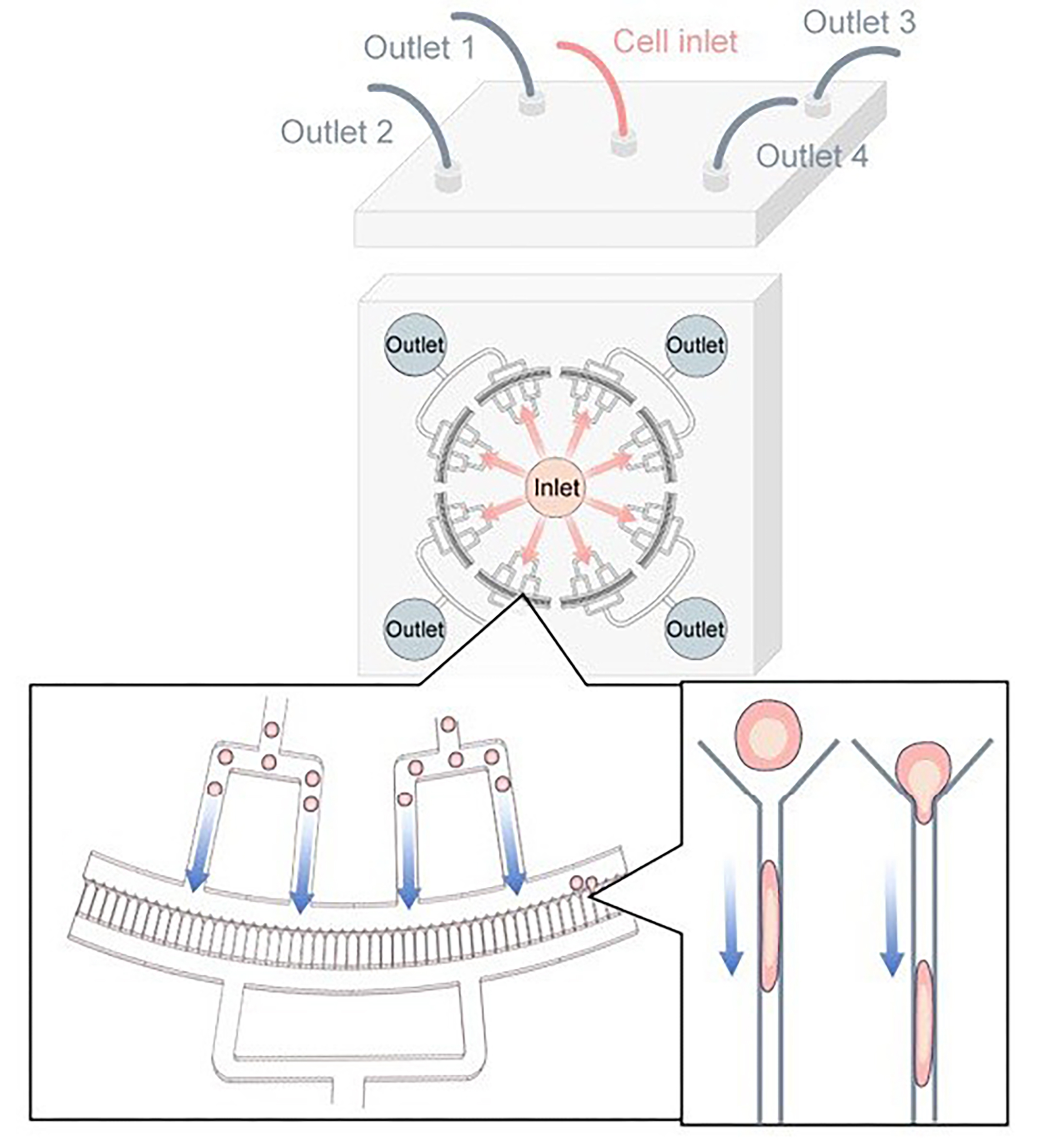 A diagram showing a microfluidic device with a central inlet and four outlets, illustrating cell flow through channels and into narrow capture traps.
