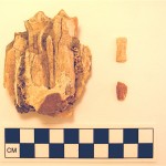 Bison Tooth