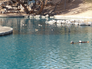 UNM Duck Pond